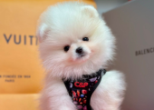 Safkan Pomeranian Boo Yavrularımız